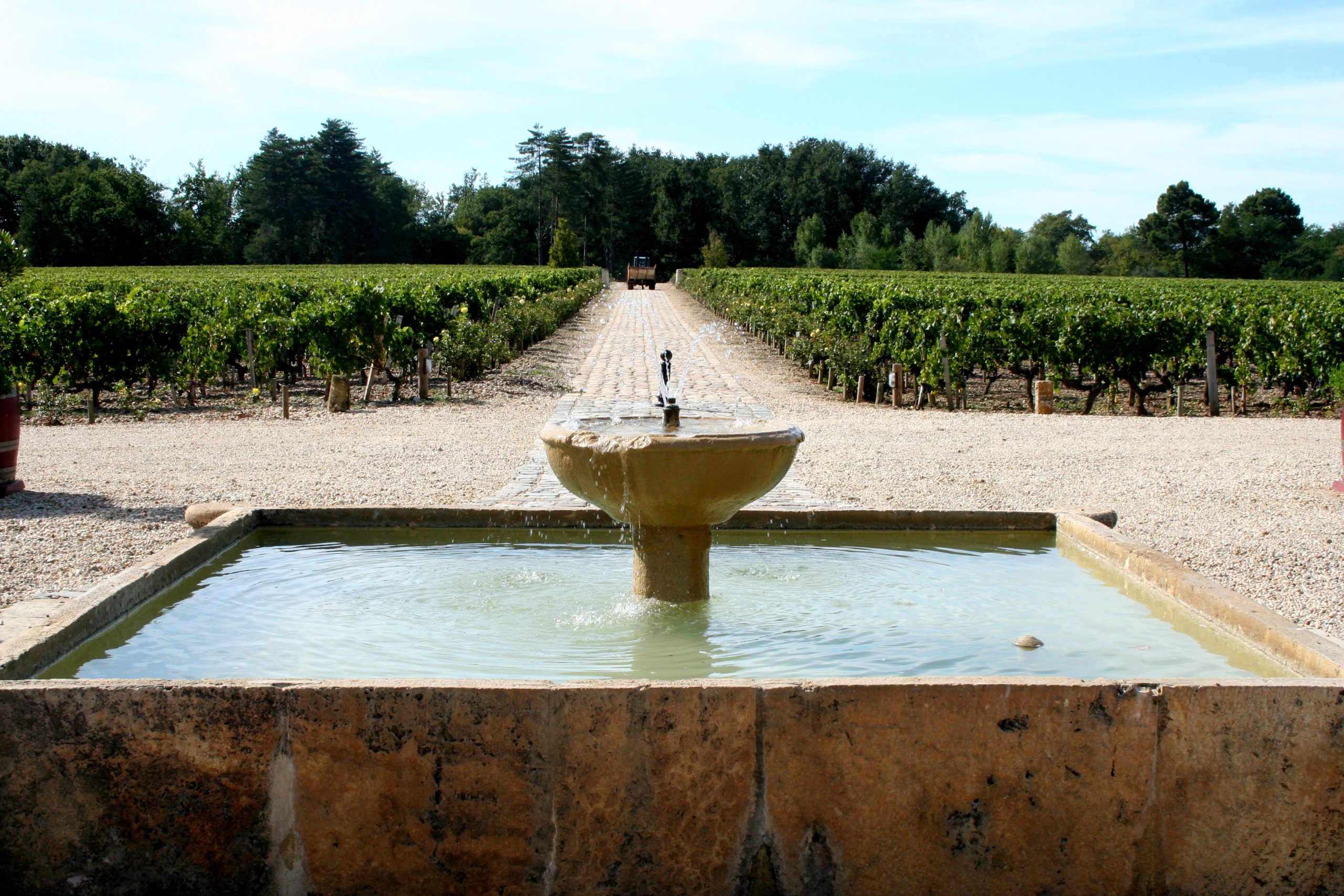 Vignes du château Smith Haut Lafitte dans l'appellation Pessac-Léognan sous la chaleur estivale
