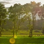 38°C dans les vignes dès le 6 juillet : pourquoi cette deuxième canicule est plus dangereuse que la première