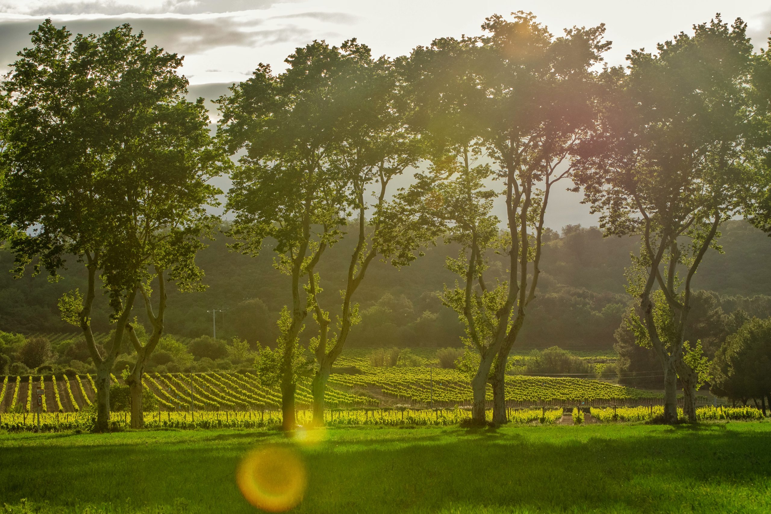 Vignobles de Boutenac, Aude — canicule juillet 2026