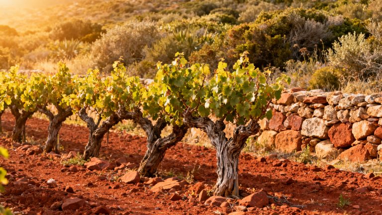 Vignes de Cannonau en alberello sur sol granitique rouge en Sardaigne