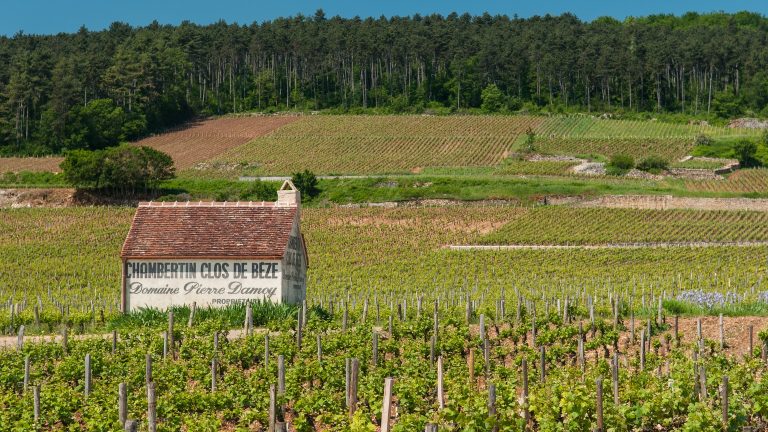 Louis Roederer entre en Bourgogne : la maison de Cristal acquiert le Domaine Pierre Damoy et ses grands crus