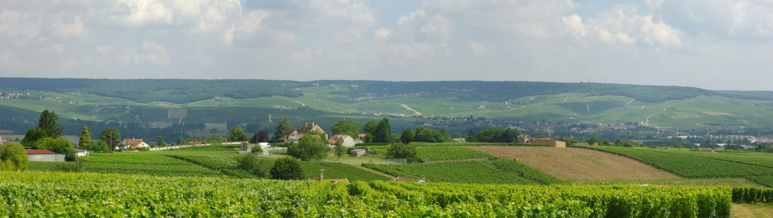 Coteaux historiques de Champagne (UNESCO), vignobles de Cumières à Mareuil-sur-Aÿ, Marne