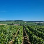 La Champagne se méditerranéise : vendanges en août une année sur deux, et ce n&rsquo;est qu&rsquo;un début