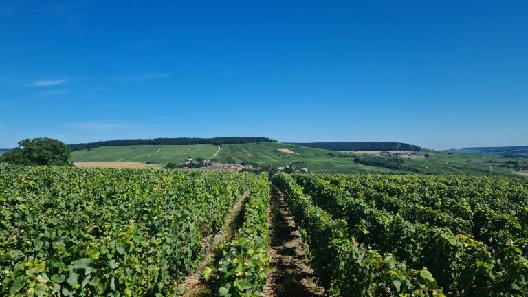 La Champagne se méditerranéise : vendanges en août une année sur deux, et ce n'est qu'un début Vignoble de Champagne en été, collines de Châtillon-sur-Marne, méditerranéisation