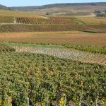 Champagne Zéro Dosage : pourquoi ce style sans sucre devient la coqueluche de l’été 2026
