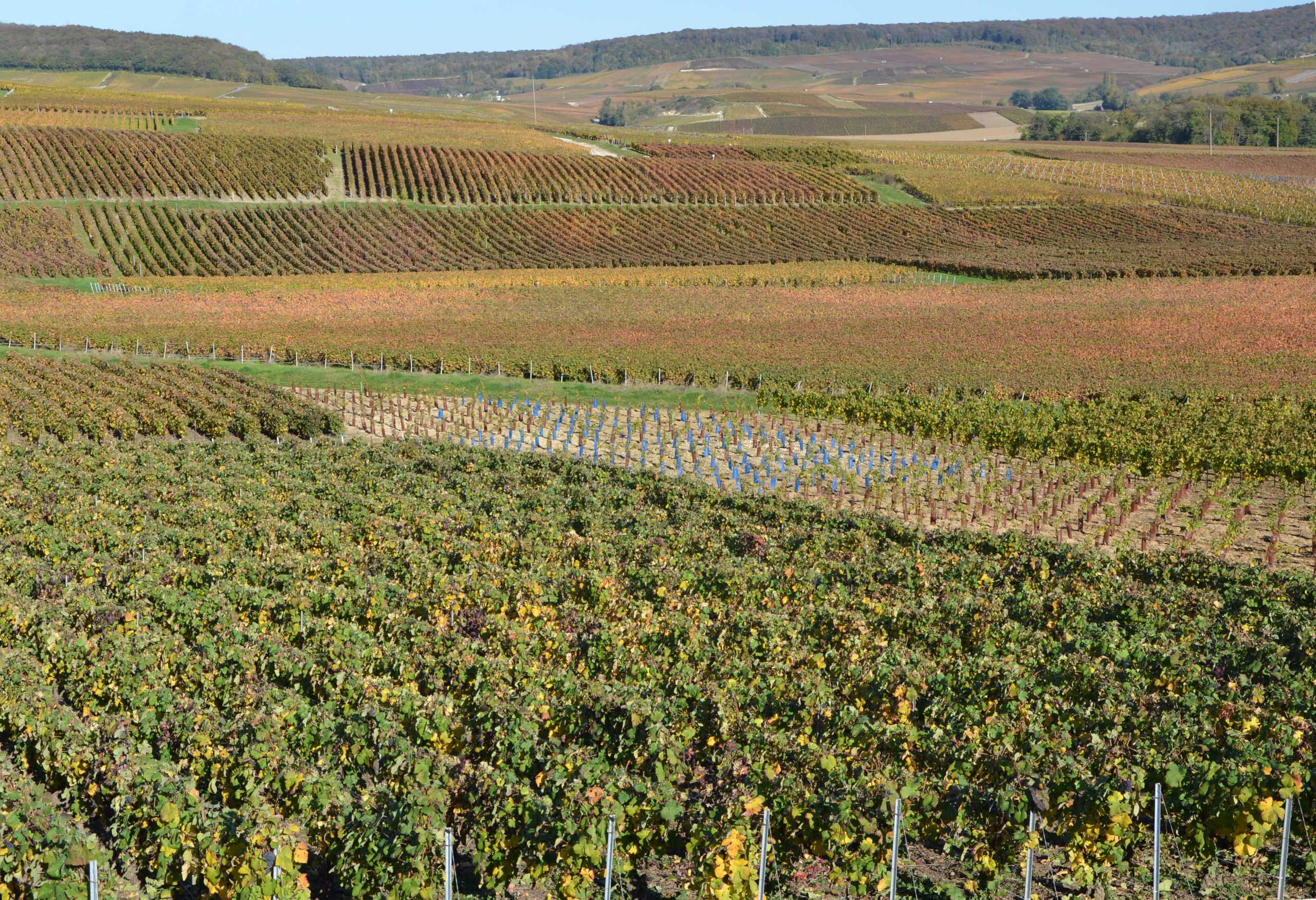 Vignoble de Champagne à Fleury-la-Rivière, montagne de Reims