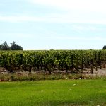 Bordeaux sort l’arme interdite : 12 AOC autorisées à irriguer leurs vignes en 2026