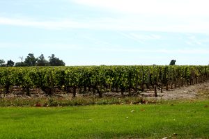 Bordeaux sort l&rsquo;arme interdite : 12 AOC autorisées à irriguer leurs vignes en 2026