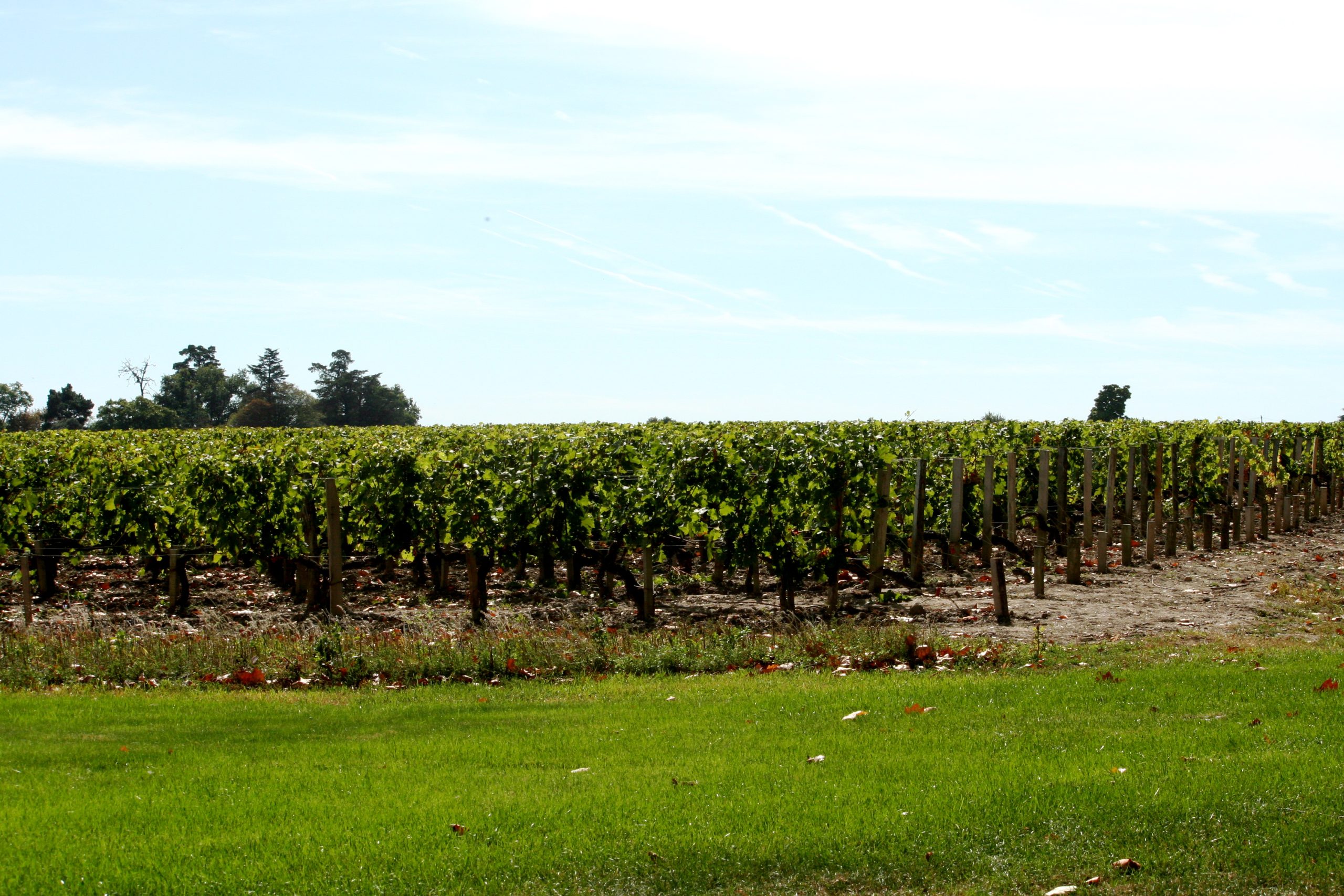 Vignes du Château Margaux en été, AOC Margaux, Bordeaux