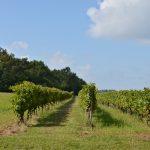 Rémy Cointreau rebondit de +7,7% en Asie : le paradoxe du Cognac qui saigne en France