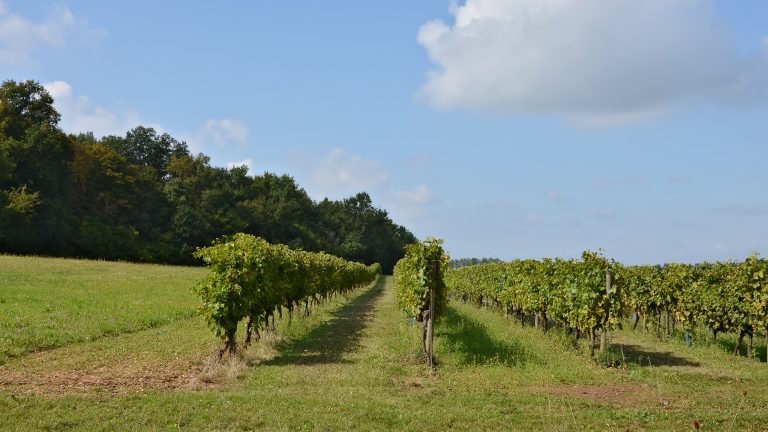 Vignoble du Cognac Borderies Charentes