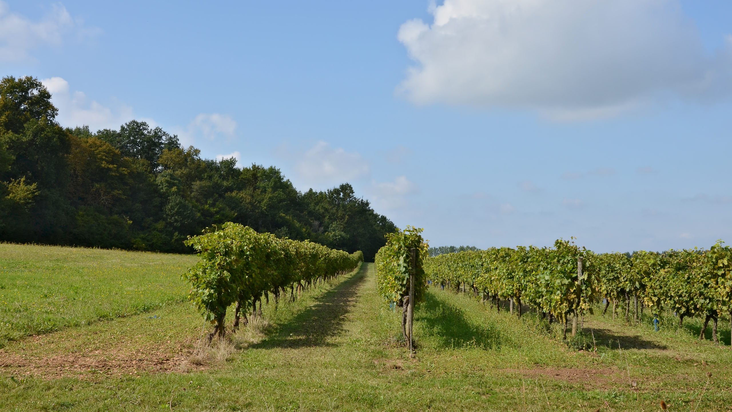 Vignoble du Cognac Borderies Charentes