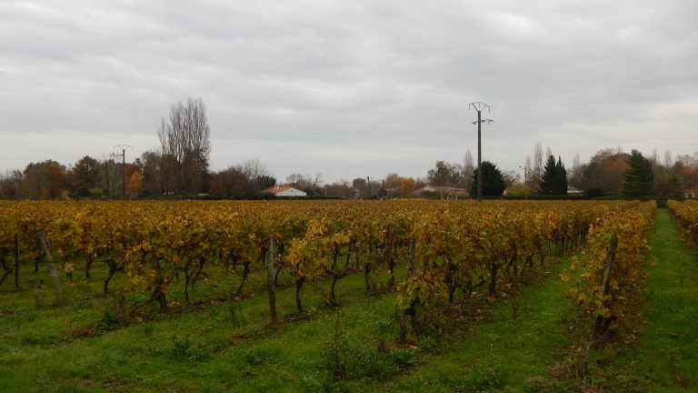 Cognac en crise : quand les Charentes font trembler tout le vignoble blanc de France Vignes dans les Charentes, commune de Saint-Sever-de-Saintonge, région Cognac Fins Bois