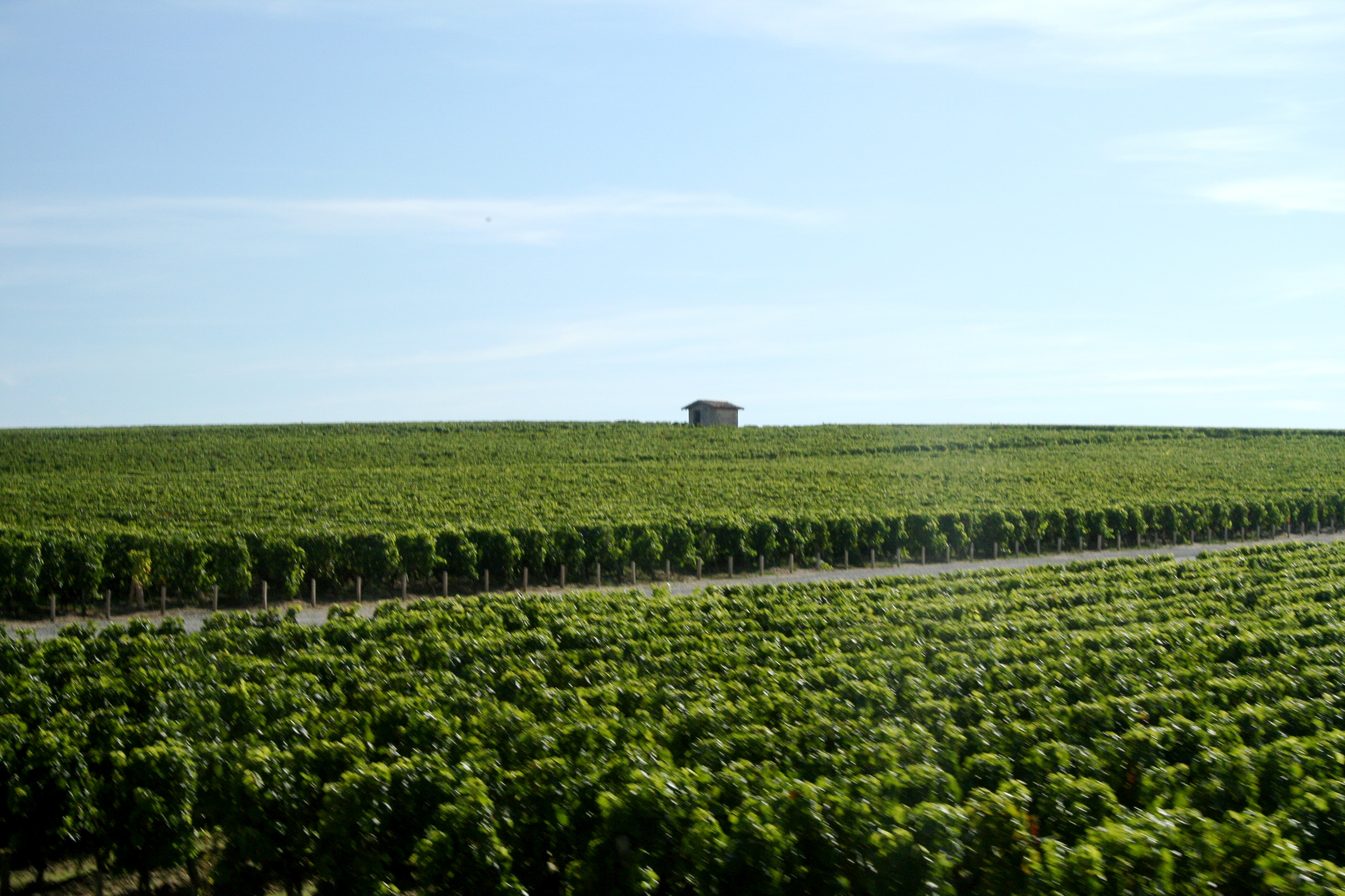 Vignobles de Château Cos d'Estournel, Saint-Estèphe, Médoc