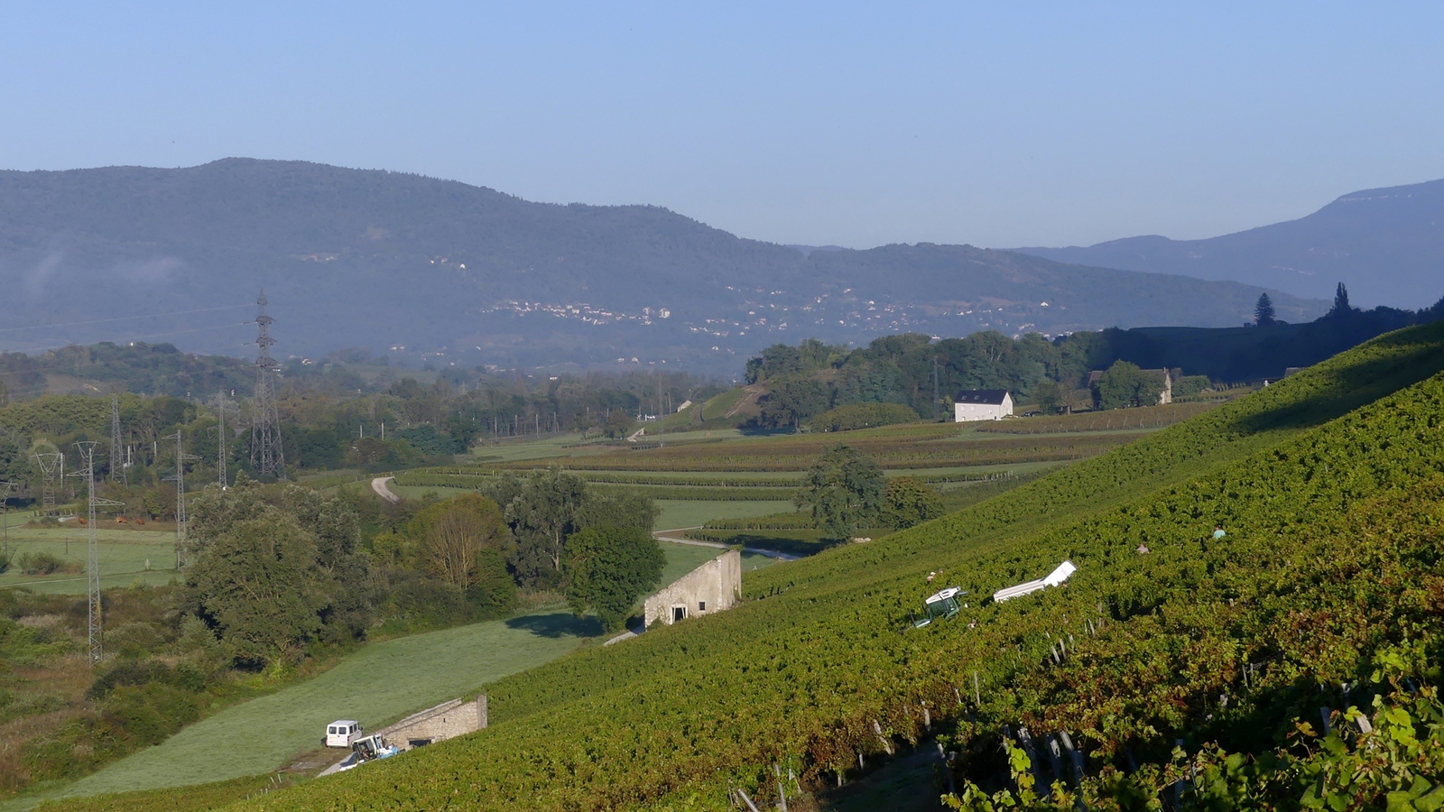 Vignobles de Francin pendant les vendanges, été 2026