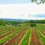88 % des vignes arrachées en Gironde restent en friche : Bordeaux face au vide de l&rsquo;après-arrachage