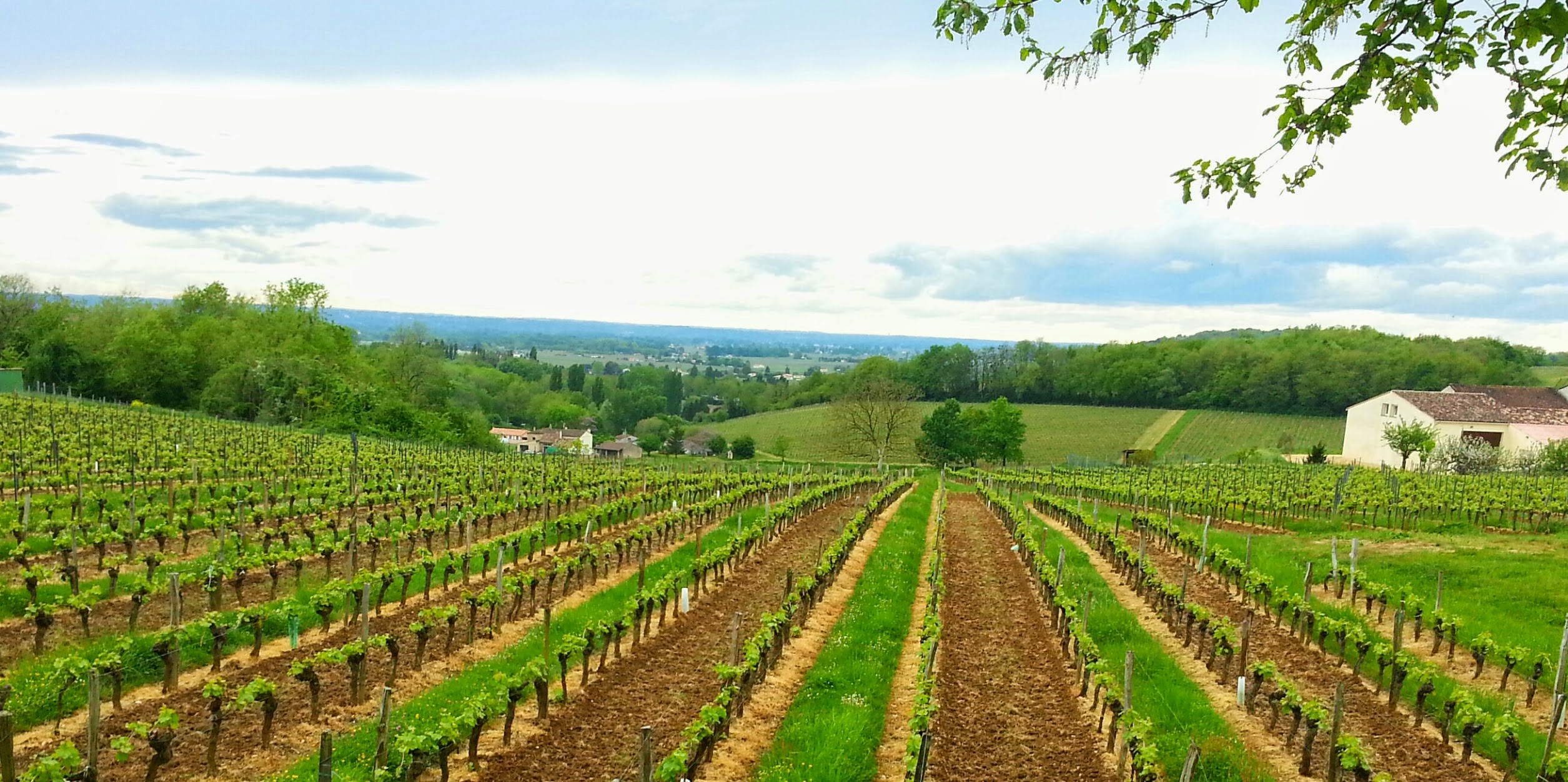 Vignobles de Belvès-de-Castillon, Gironde — AOC Castillon Côtes de Bordeaux