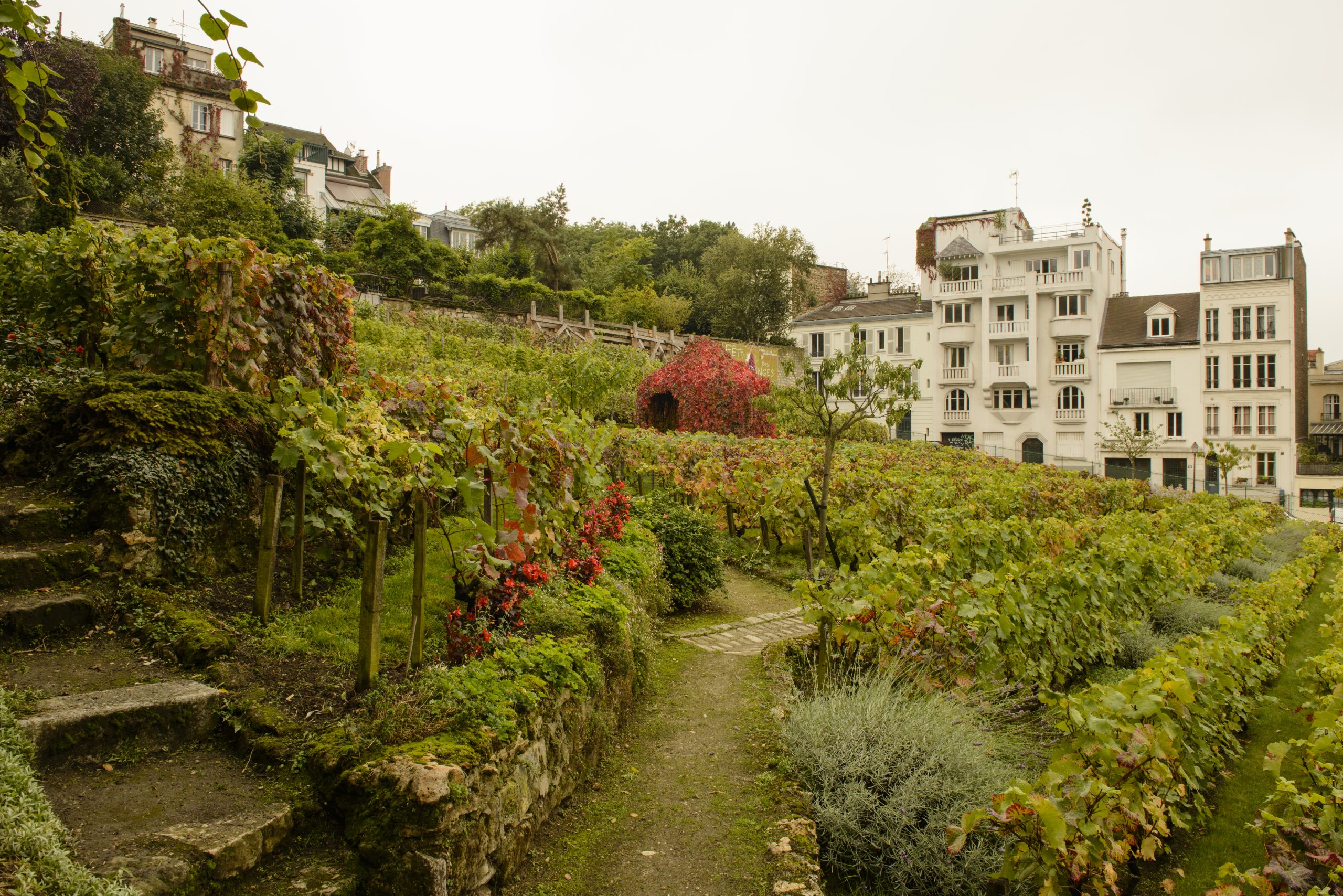 Vignoble de Montmartre, Paris — oenotourisme millennials 2026