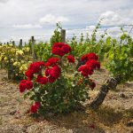 Bordeaux 2026 : trop chaud pour produire, trop plein pour vendre — le double étau qui étrangle les vignerons