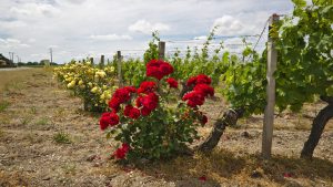Bordeaux 2026 : trop chaud pour produire, trop plein pour vendre — le double étau qui étrangle les vignerons