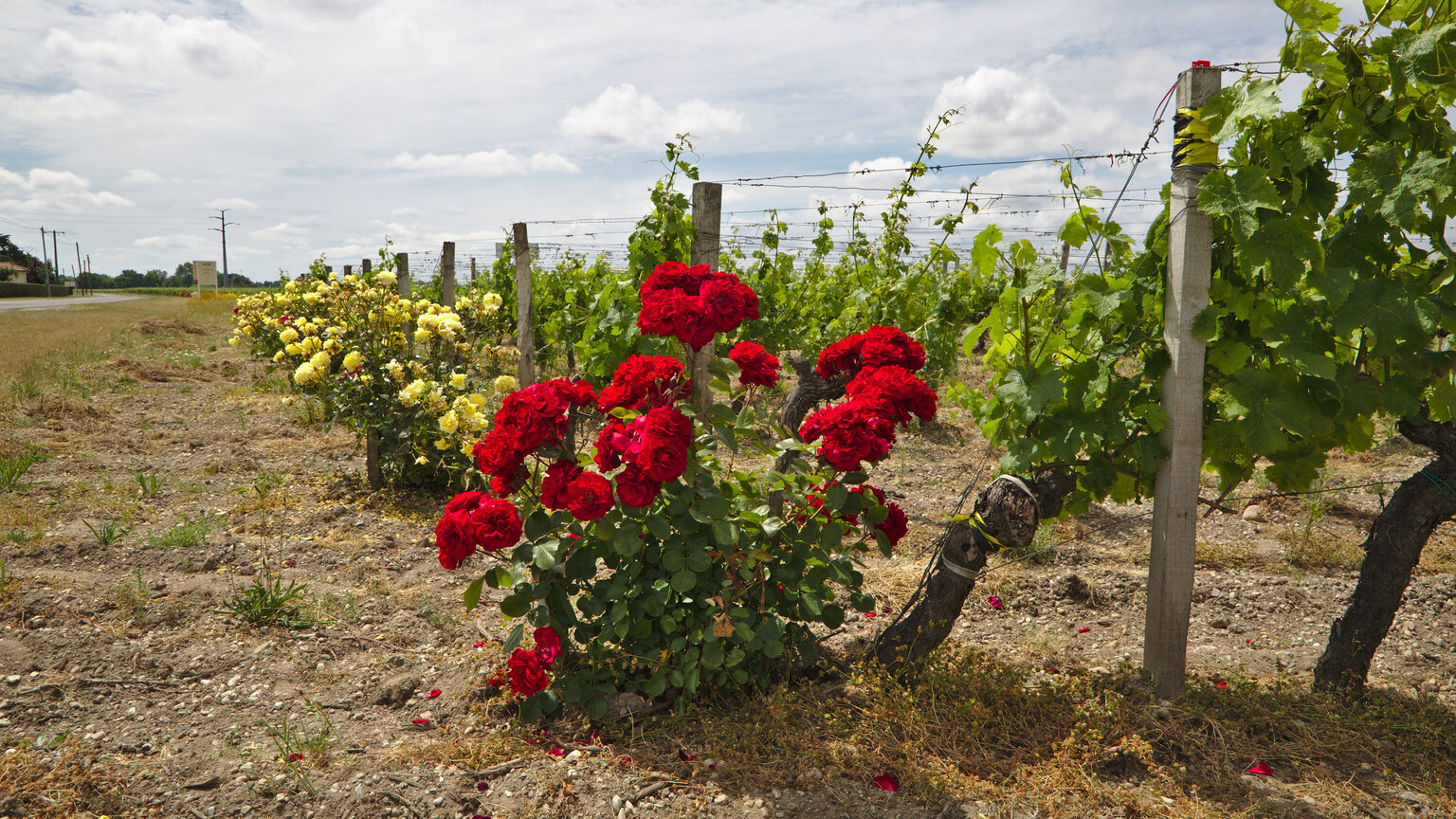 Roses au bout des rangs de vigne dans un vignoble bordelais, symbole de la santé du terroir