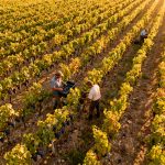 Période des vendanges 2026 : de quand à quand en France ?