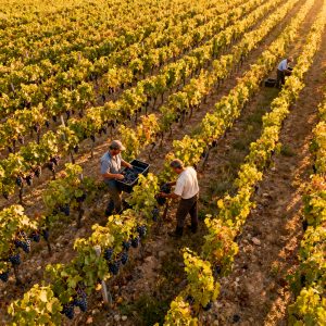 Période des vendanges 2026 : de quand à quand en France ?