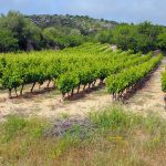 Vendanges 2026 : les premières grappes tombent en juillet — un record absolu
