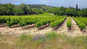 Vendanges 2026 : les premières grappes tombent en juillet — un record absolu