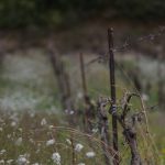 Vin bio français en chute libre : 12 700 ha perdus en 2025, le paradoxe des régions qui décollent