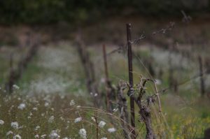 Vin bio français en chute libre : 12 700 ha perdus en 2025, le paradoxe des régions qui décollent