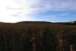Roederer s&rsquo;offre Gevrey-Chambertin : 8 hectares de grands crus et une ambition bourguignonne inédite