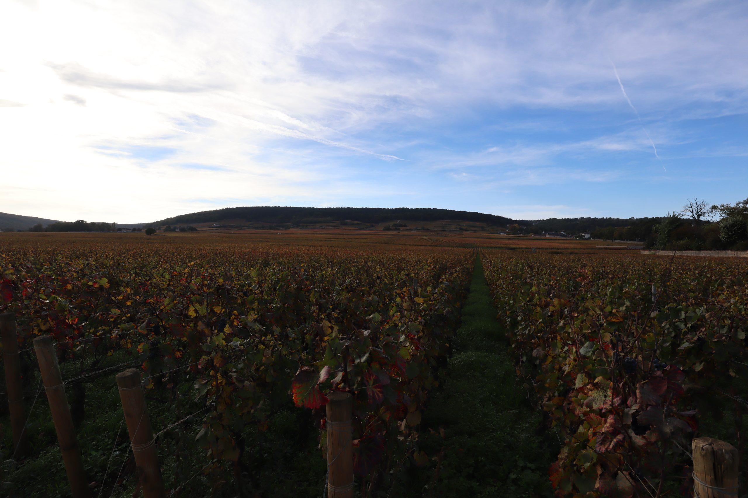 Vignes de Gevrey-Chambertin en Côte-d Or, domaines grands crus de Bourgogne