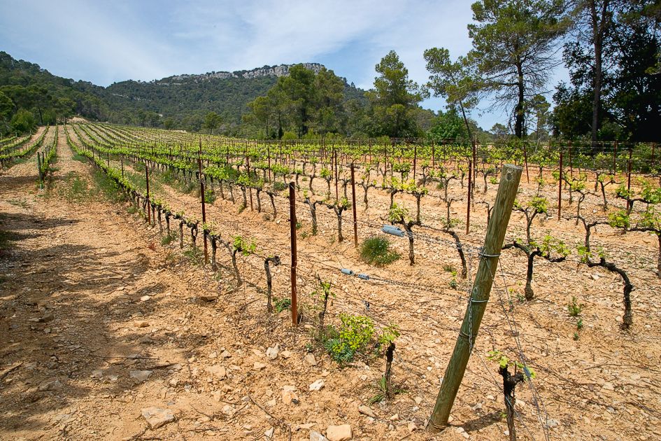 Vignes au pied du Causse de l'Hortus, AOC Pic-Saint-Loup (Hérault)