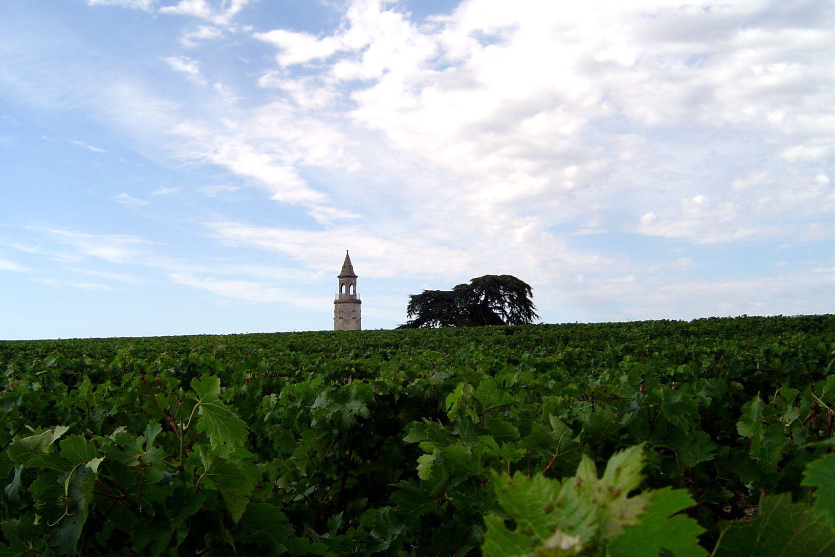 Vignobles du Haut-Médoc en Gironde sous le soleil estival