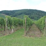 France-Paraguay le 4 juillet : les vignerons d’Alsace ont déjà sorti les Crémants