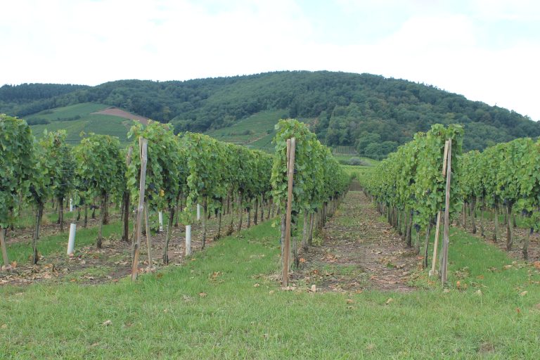 Vignoble alsacien de Kintzheim, automne 2013