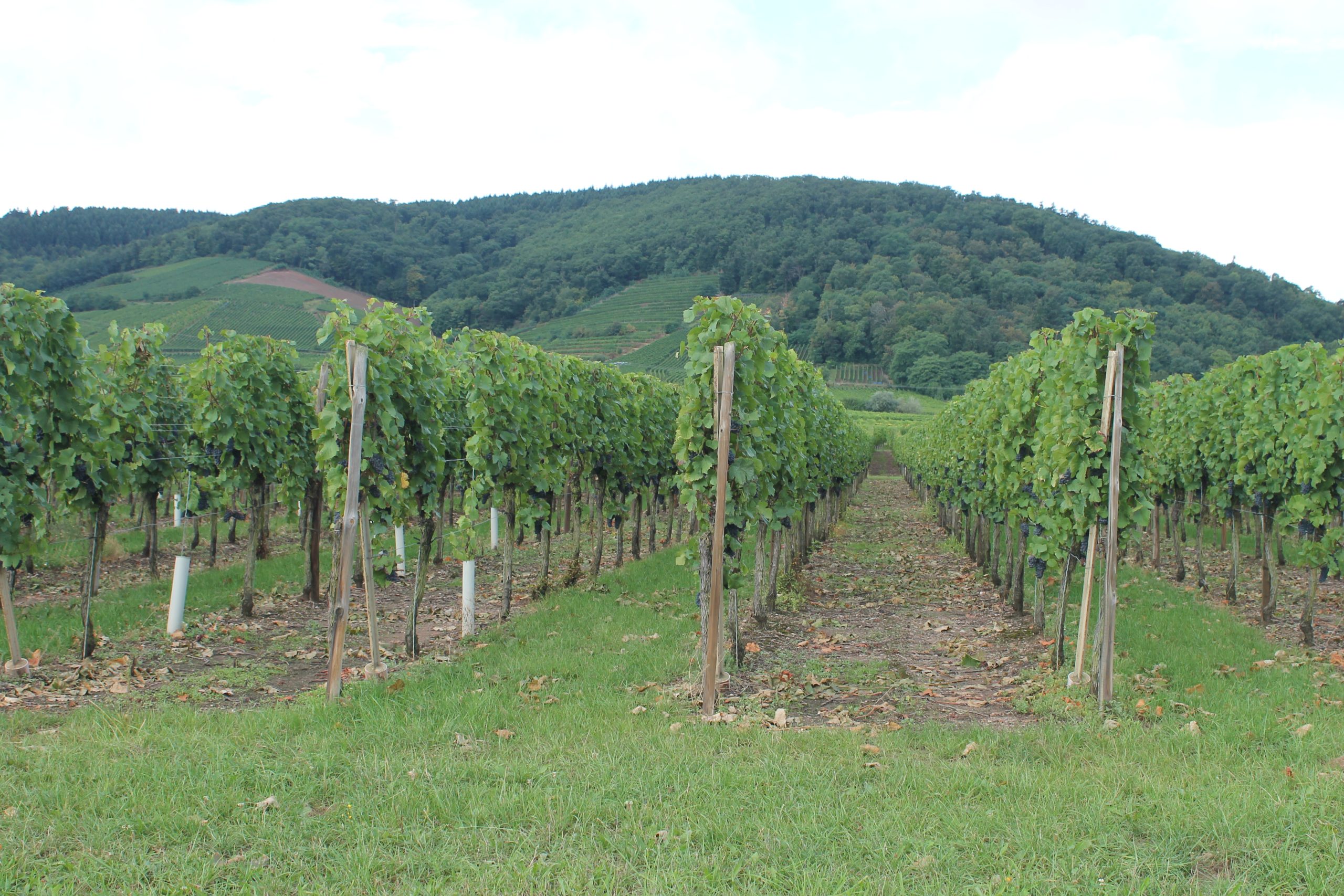 Vignoble alsacien de Kintzheim, automne 2013