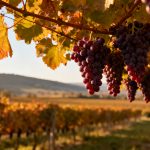 Vendanges 2026 en Émilie-Romagne : de beaux raisins, mais quels revenus pour les vignerons ?