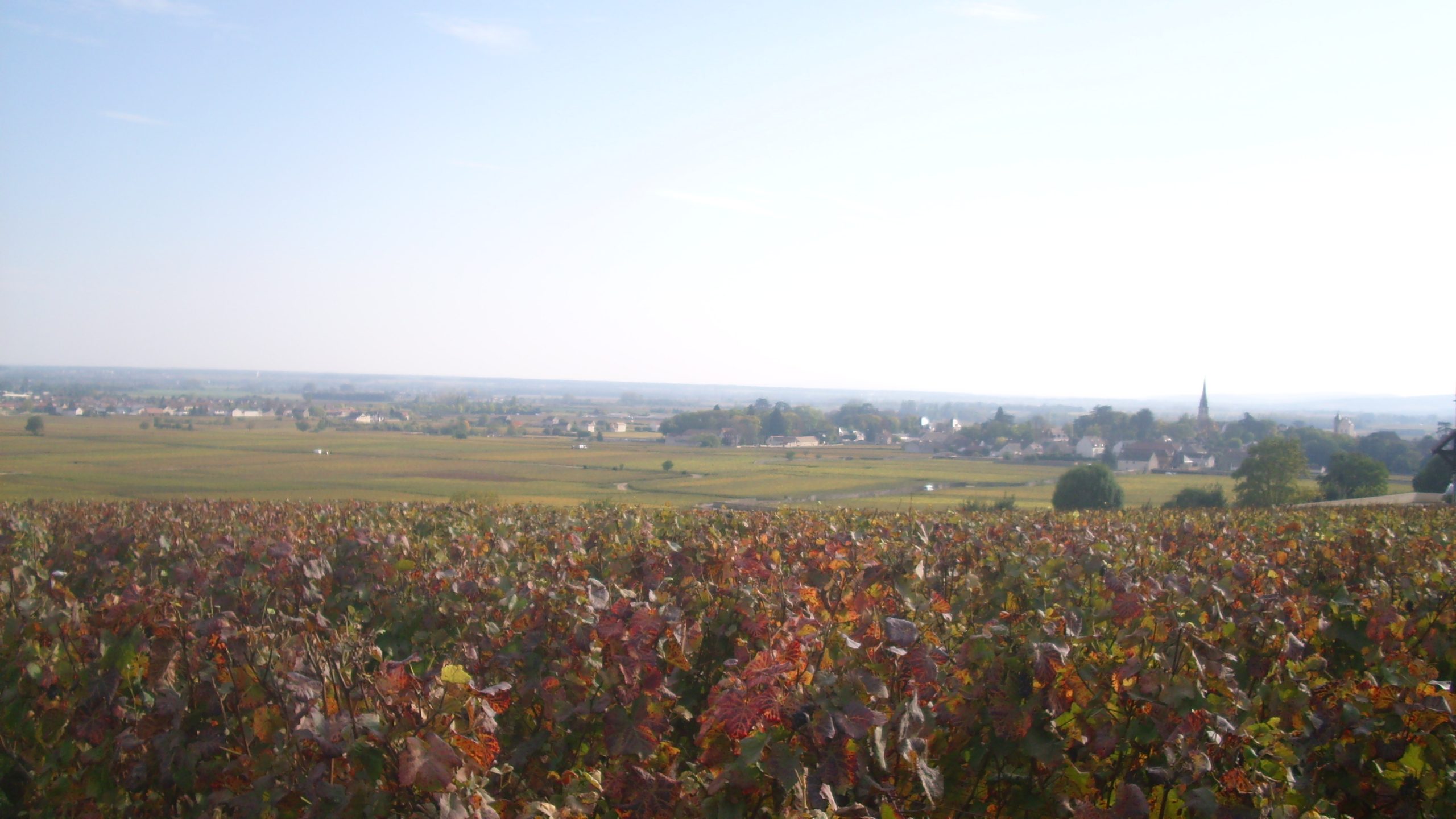 Vignoble de Meursault en automne, Bourgogne