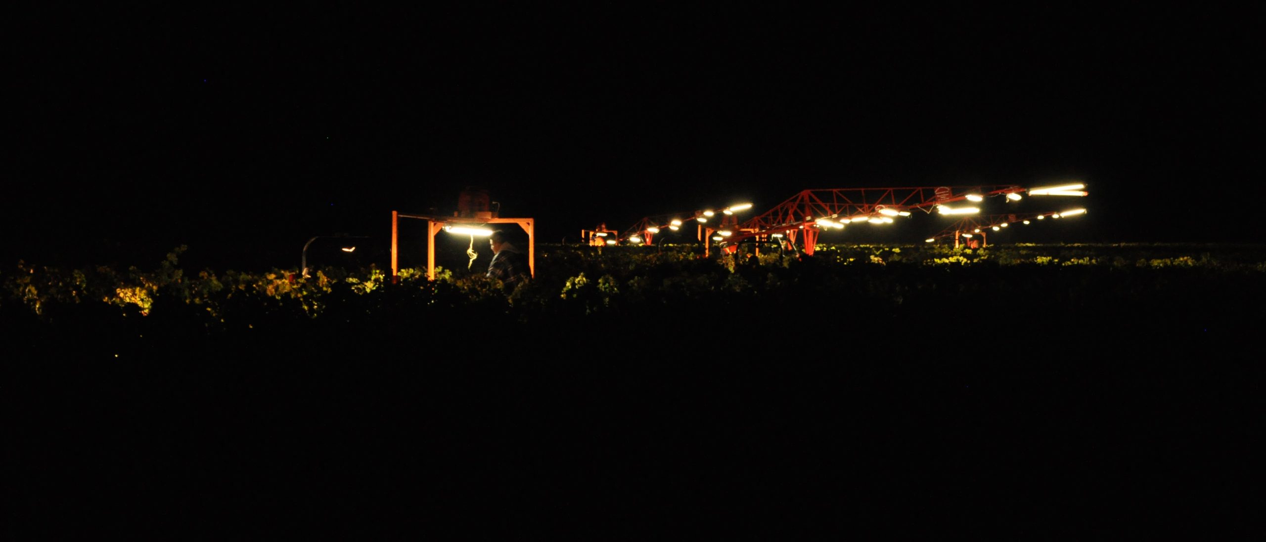 Vendangeurs récoltant des raisins de nuit dans un vignoble