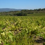 Qui est Romy Castel ? Portrait de l héritière discrète du géant du vin français