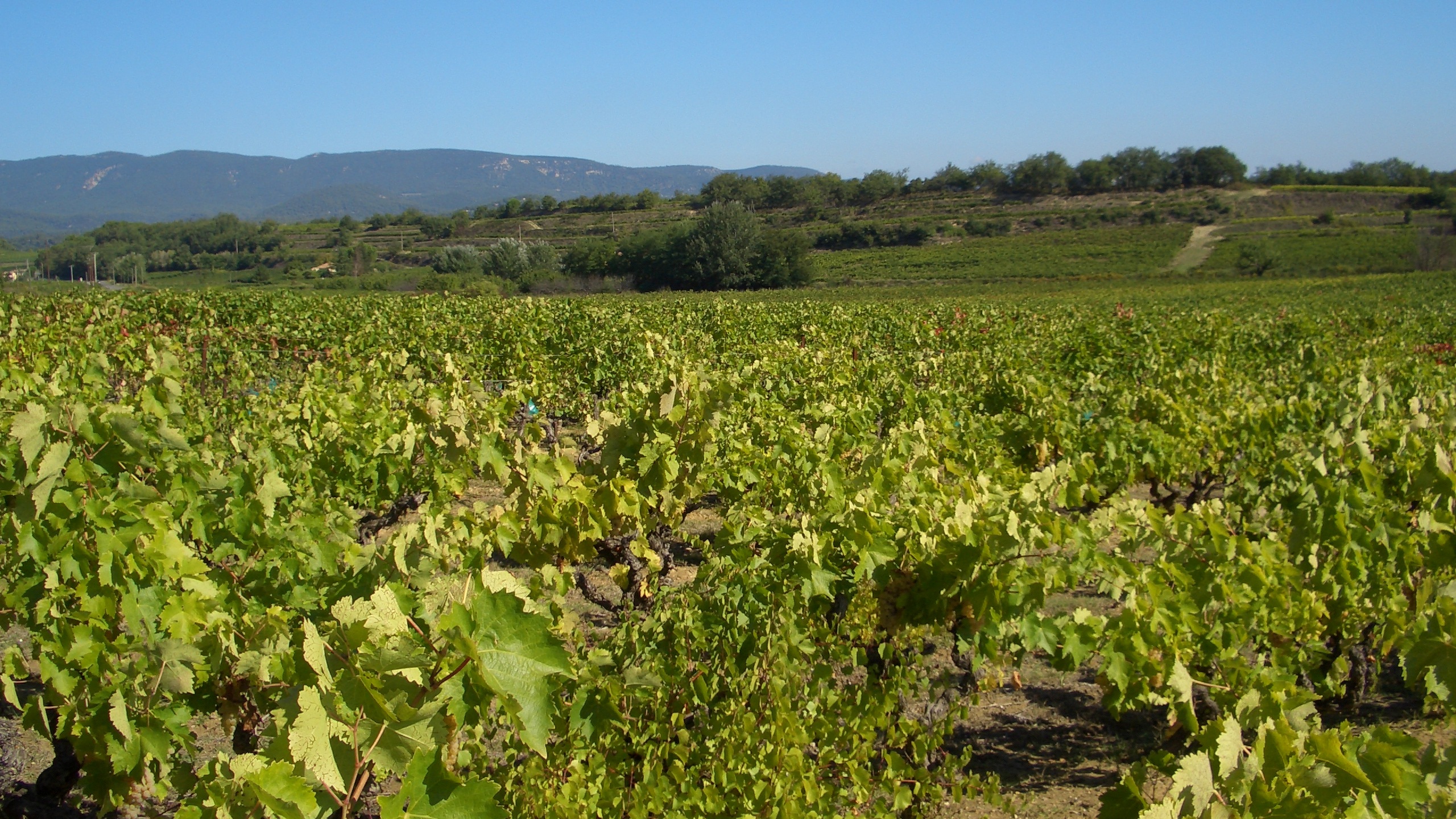 Vignoble de Provence en été, à titre d illustration pour l article sur Romy Castel et Château Cavalier