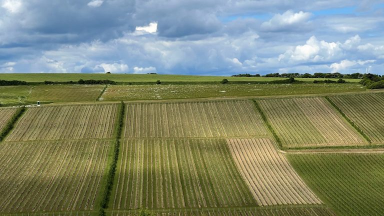 Vignobles de Rathfinny Wine Estate dans le Sussex, Angleterre - paysage vallonné