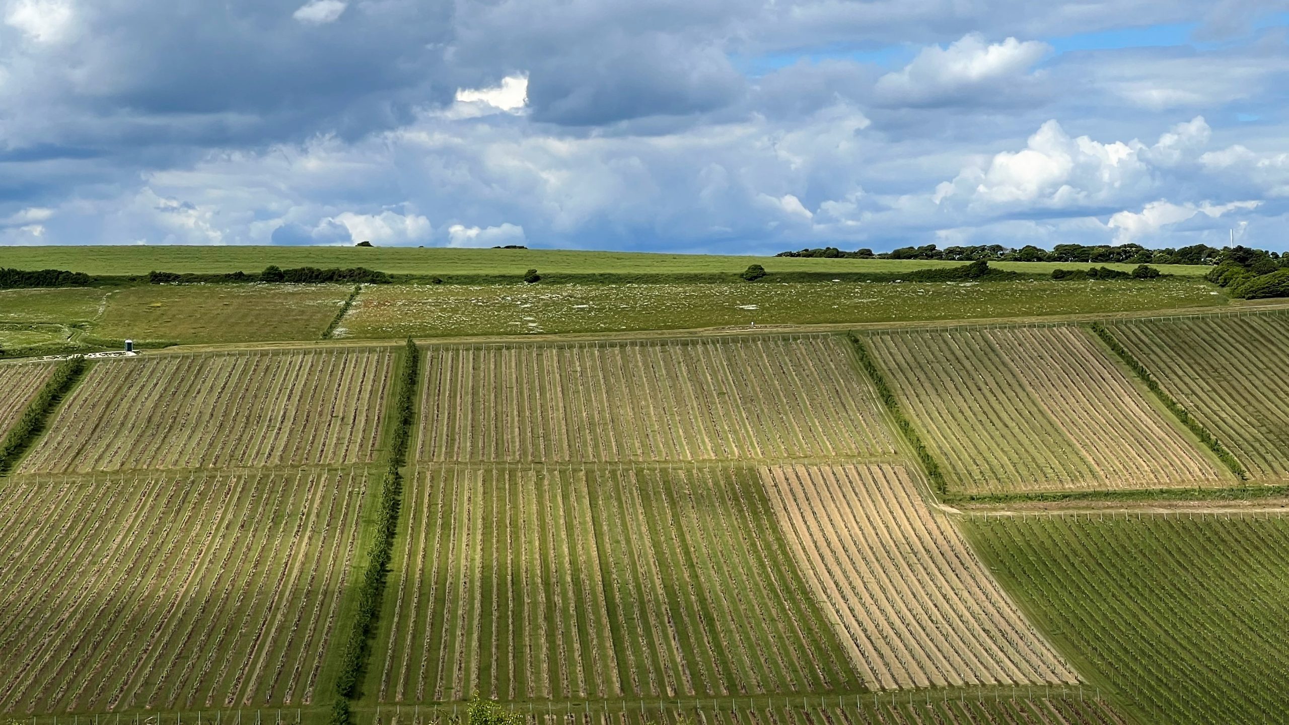 Vignobles de Rathfinny Wine Estate dans le Sussex, Angleterre - paysage vallonné