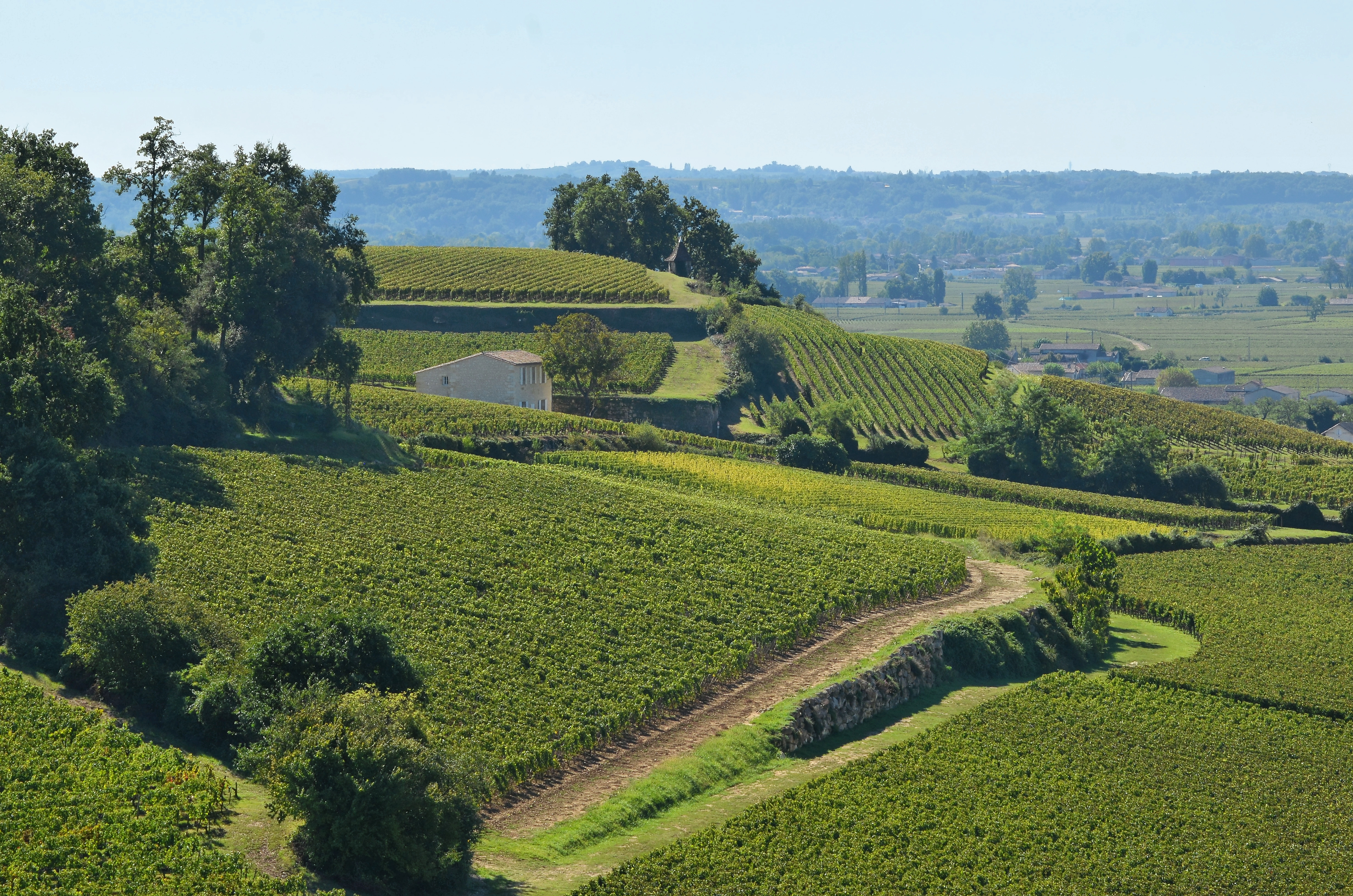 Vignes de Saint-Émilion en Gironde, Bordeaux, en été — millésime 2026
