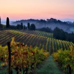 Trop de vin, trop peu d&rsquo;acheteurs : comment l&rsquo;Italie et l&rsquo;Espagne tentent d&rsquo;éviter la catastrophe viticole en 2026