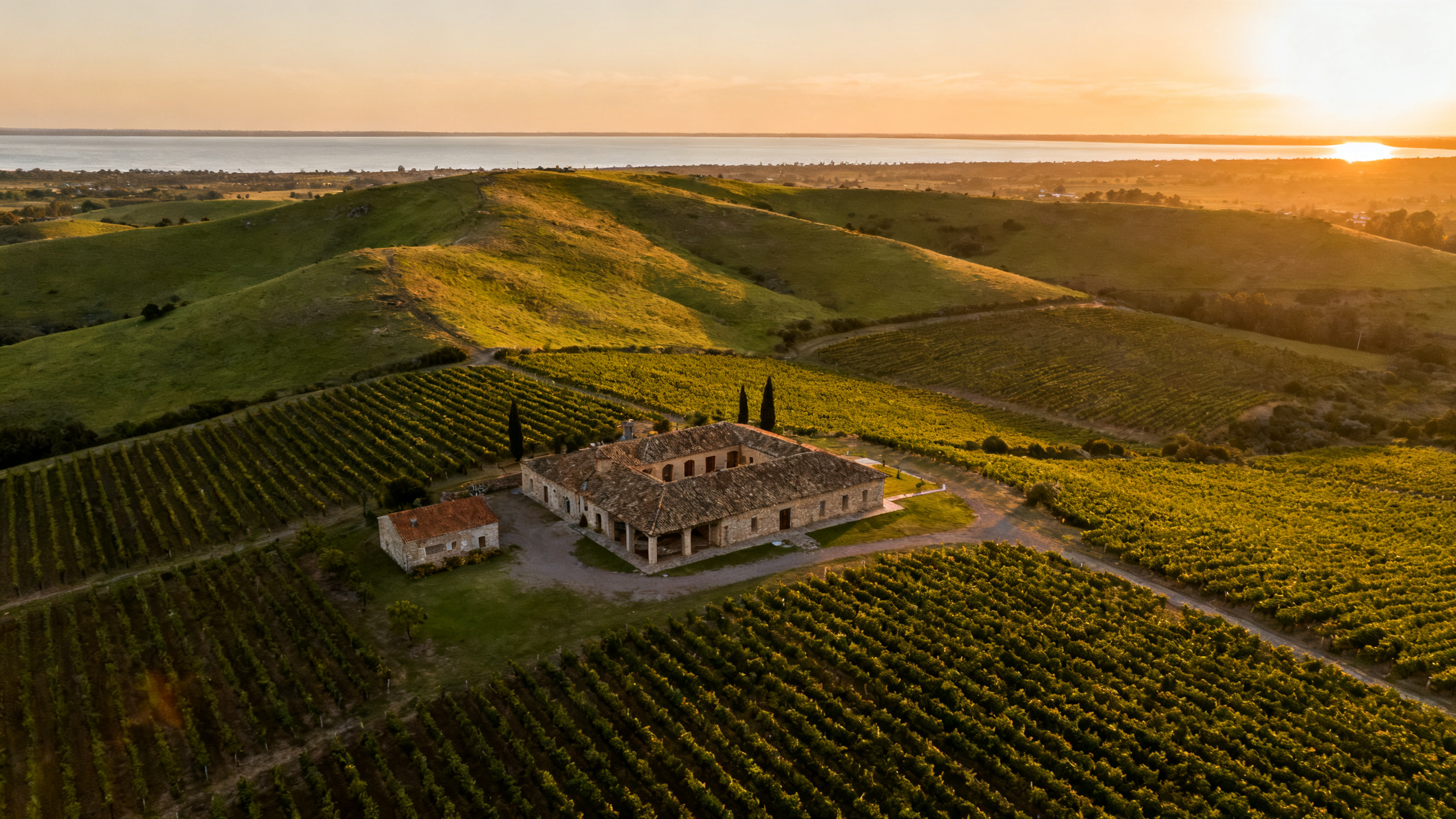 Vue aérienne des vignobles uruguayens de Canelones au coucher du soleil, Tannat et Merlot avec estuaire du Río de la Plata
