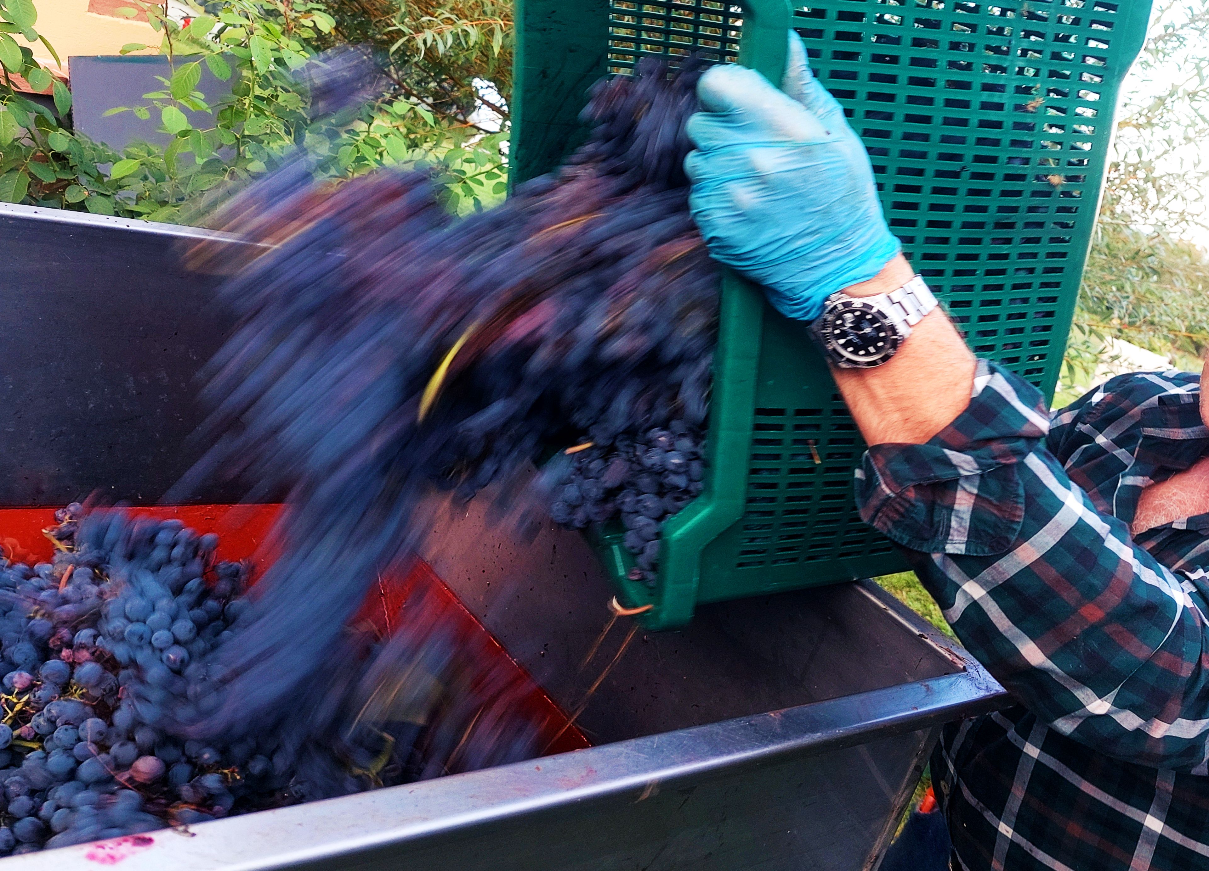 Grappes de raisins mûrs prêts à être vendangés