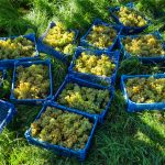 Vendanges le 16 juillet : 2026 entre dans l’histoire comme le millésime le plus précoce de tous les temps